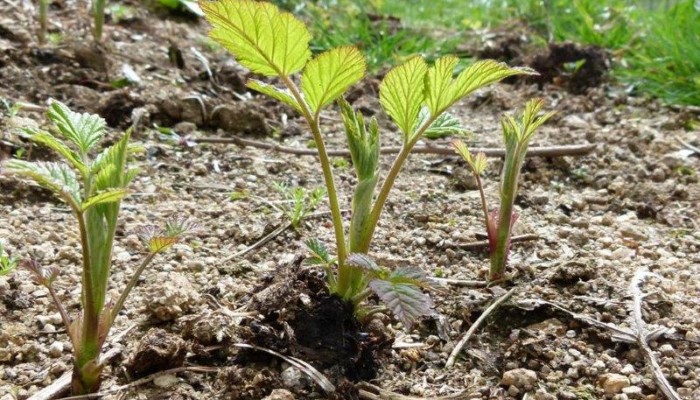 framboise biologique ardeche ferme du chaleat