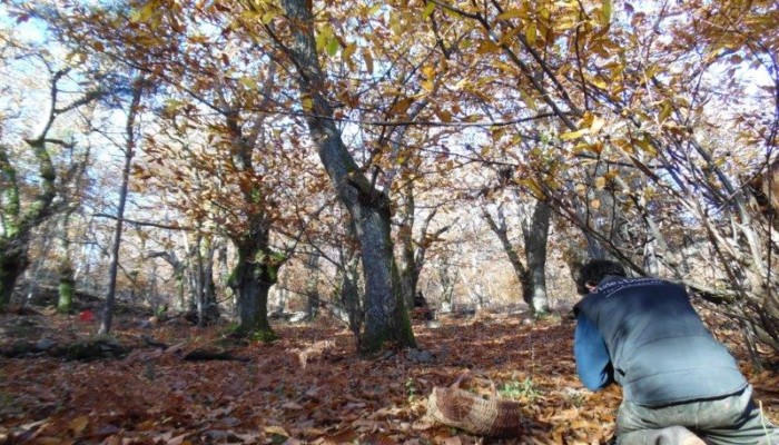 recolte chataigne aop ardeche biologique